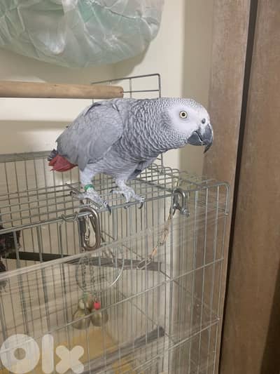 ببغاء كاسكو