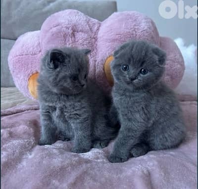 Scottish Fold & British Kittens