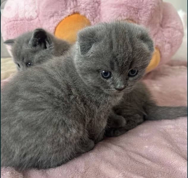 Scottish Fold & British Kittens 1