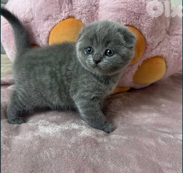 Scottish Fold & British Kittens 2