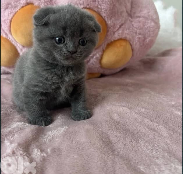 Scottish Fold & British Kittens 3