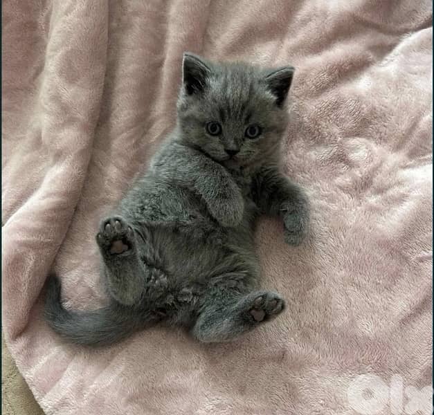 Scottish Fold & British Kittens 4