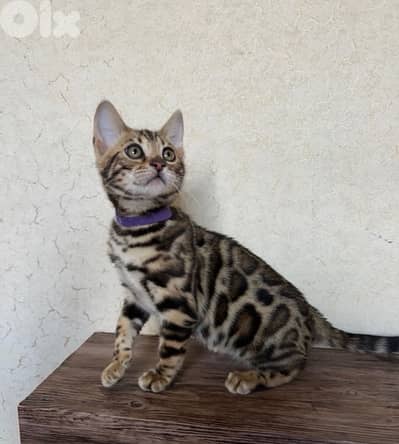 Bengal kittens Highest Breed Quality