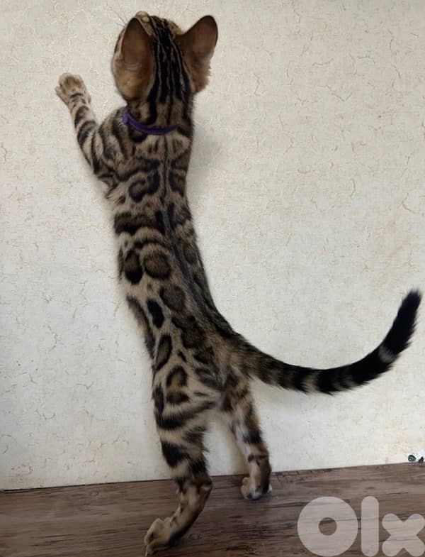 Bengal kittens Highest Breed Quality 1