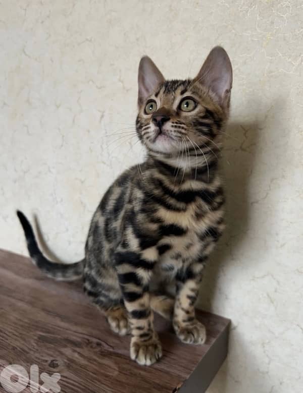 Bengal kittens Highest Breed Quality 2
