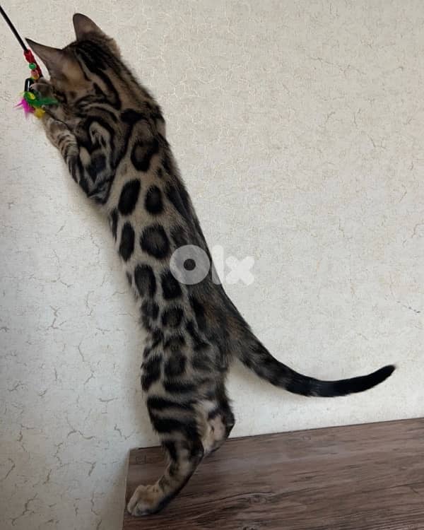 Bengal kittens Highest Breed Quality 3