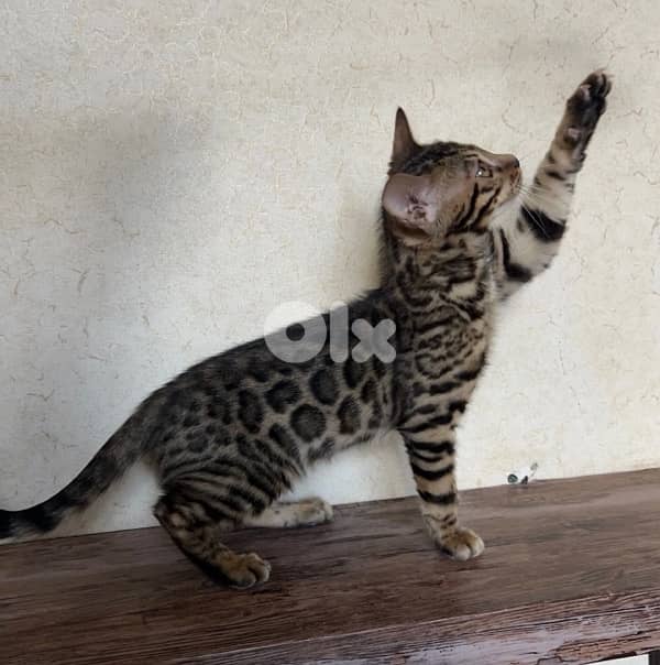 Bengal kittens Highest Breed Quality 4