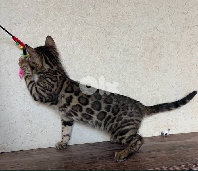 Bengal kittens Highest Breed Quality 5