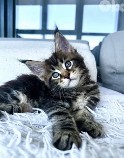 MianCoon Giant Size Kittens