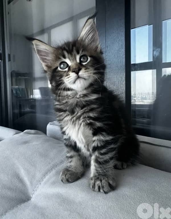 MianCoon Giant Size Kittens 2