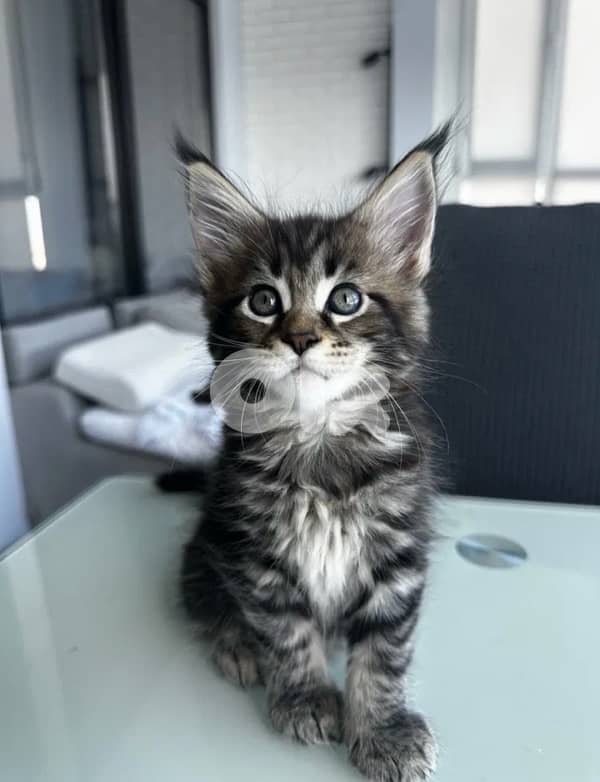 MianCoon Giant Size Kittens 3