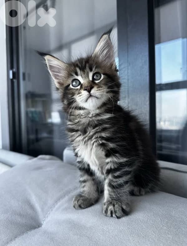 MianCoon Giant Size Kittens 4