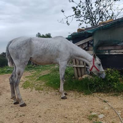 فرس بلا وراق