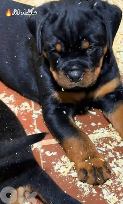 rottweiler serbian timitor bloodline