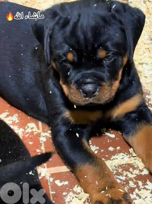 rottweiler serbian timitor bloodline 1