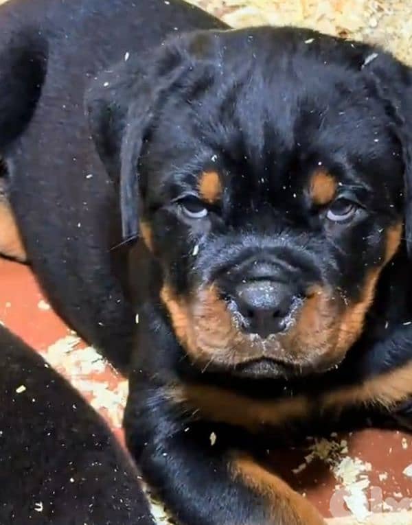 rottweiler serbian timitor bloodline 2
