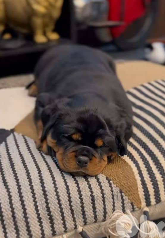 rottweiler serbian timitor bloodline 3