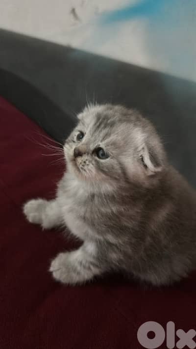 Marble males and females