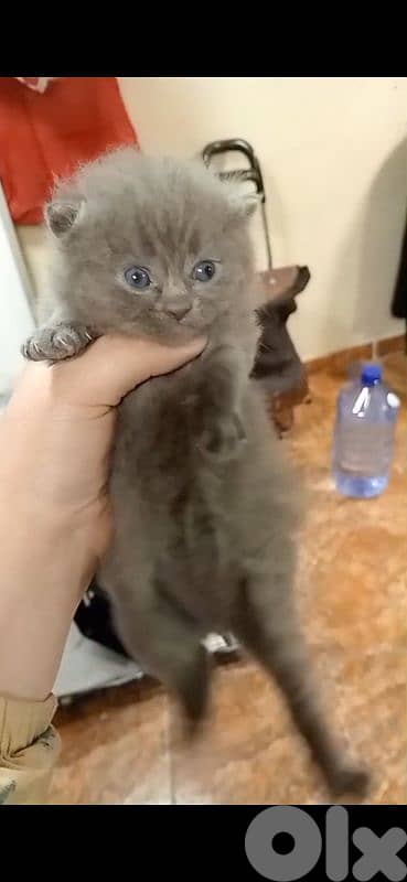 بيروت طريق جديده