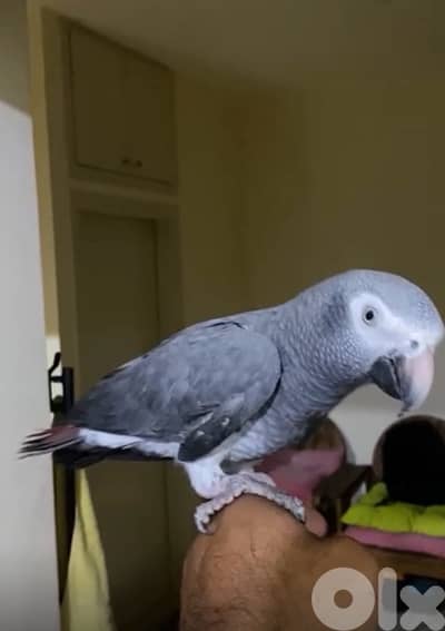 تمنة مبندق كاسكو