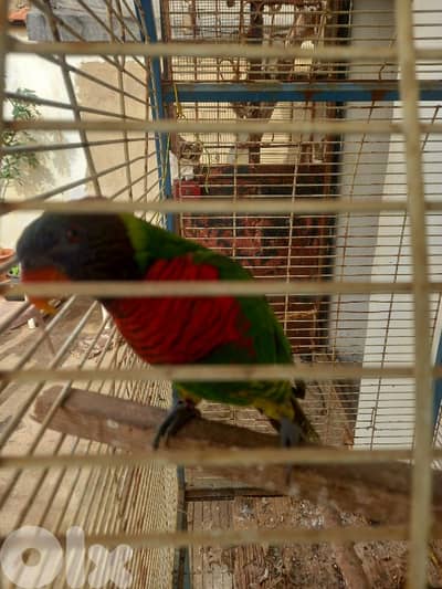 ببغاء للبيع