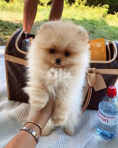 Small Teacup Pomeranian Puppies - dog كلاب