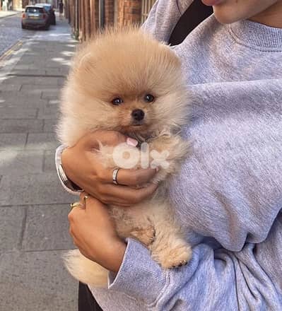 Pomeranian Teacup Puppies in store / dog كلاب