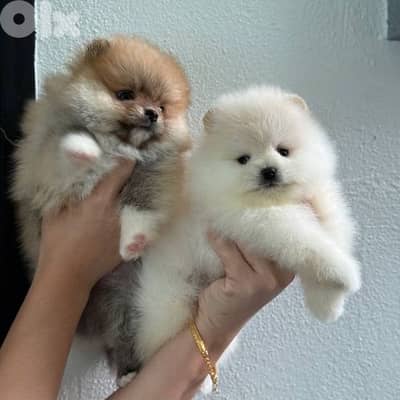 Special Pomeranian Puppies / delivery available/ dog كلاب