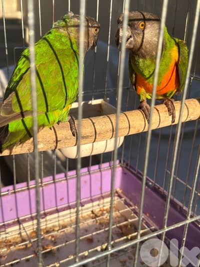 زوج سنيغالي شغالين واليفين