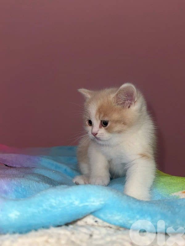 kitten cat for sale 2