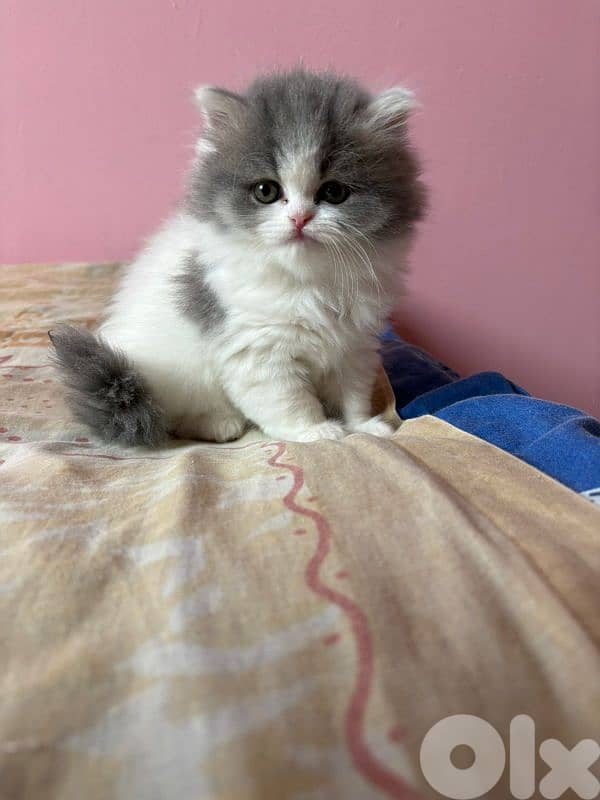 kitten cat for sale 3