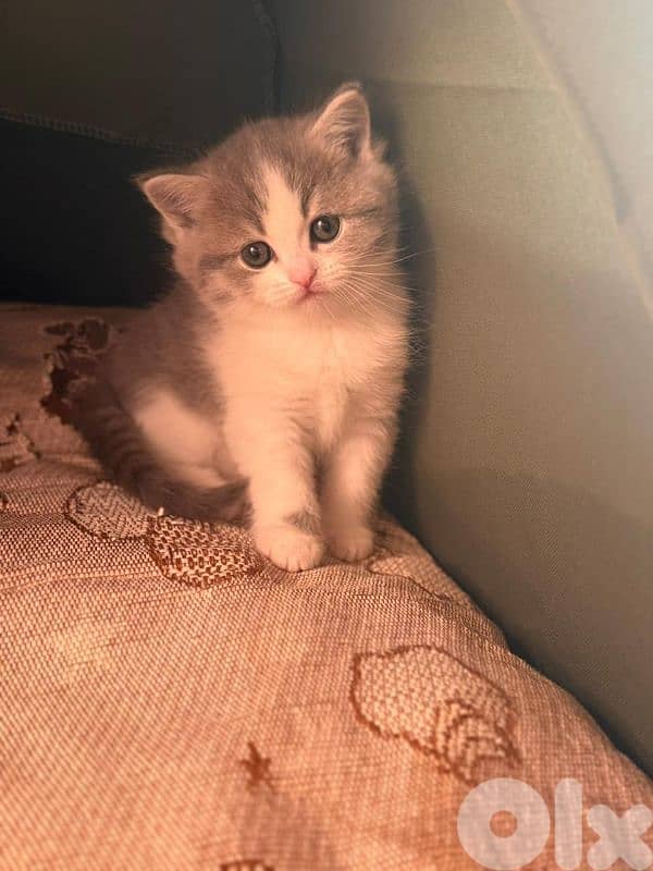 kitten cat for sale 4