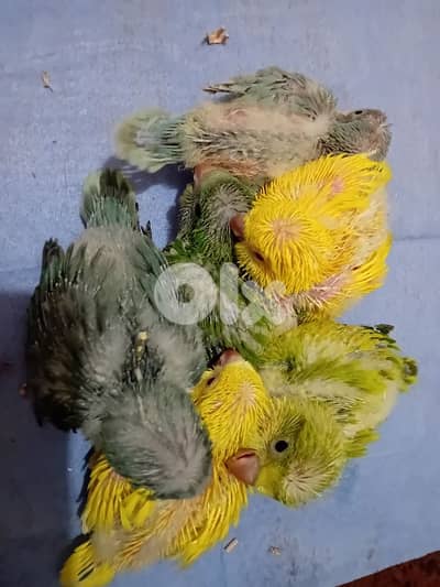 فراخ ببغاء كويكر لتزقيم