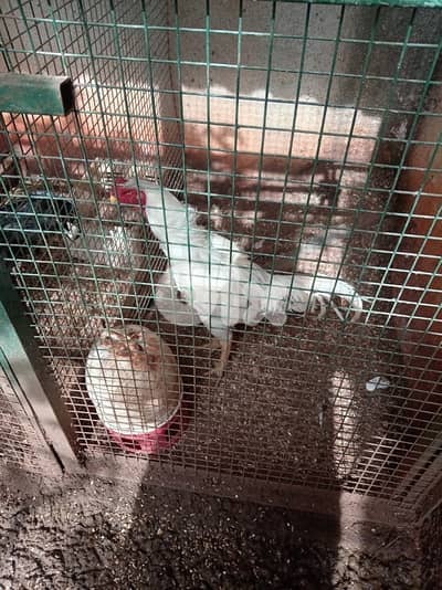 دجاج حبش وفرعوني