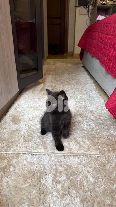 Kitten Female Black- dark brown 56 days