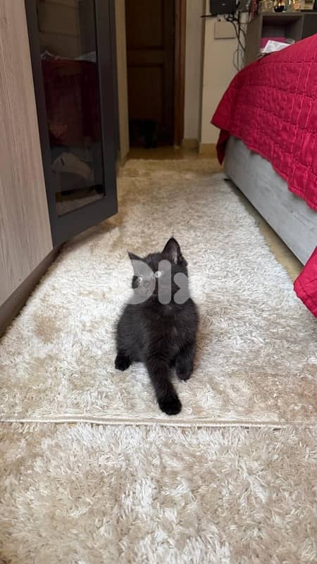 Kitten Female Black- dark brown 56 days 1