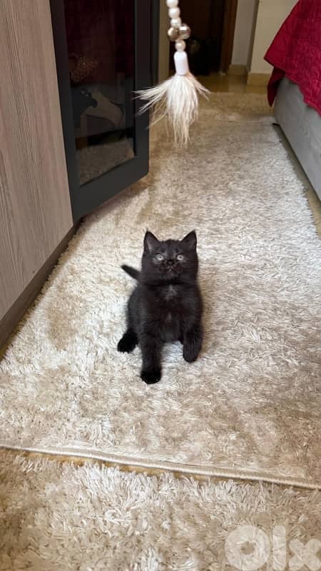 Kitten Female Black- dark brown 56 days 2