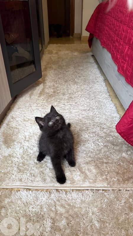 Kitten Female Black- dark brown 56 days 3