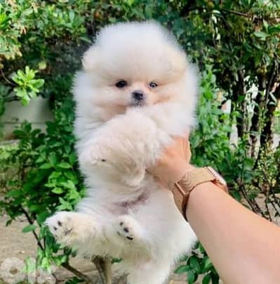 Pomeranian White Puppy / dog كلاب