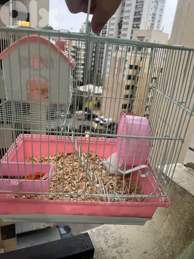 cute hamester with all items