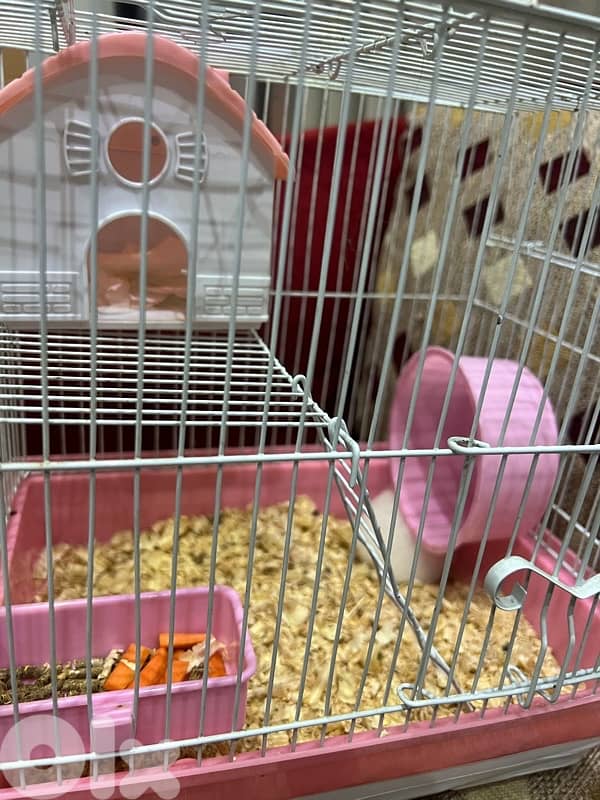 cute hamester with all items 1