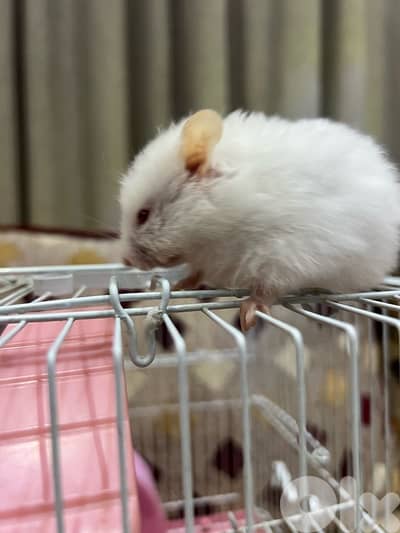 hamester for sale / هامستر للبيع 3$