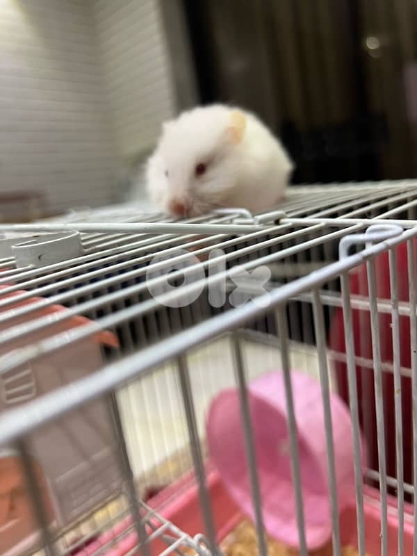 cute hamester with all items 3