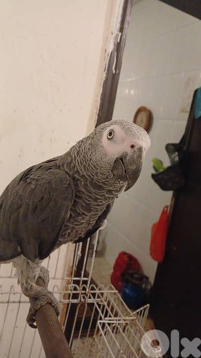 بيروت الاوزاعي