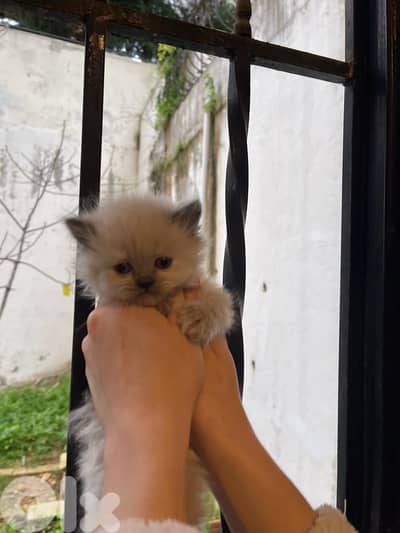 Himalayan kitten