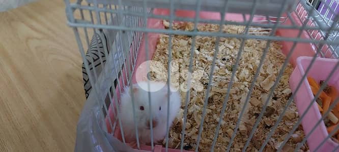 Hamster White with Cage & toys هامستر ابيض مع القفص و الالعاب