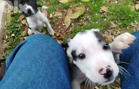 American pit bull puppies for sale