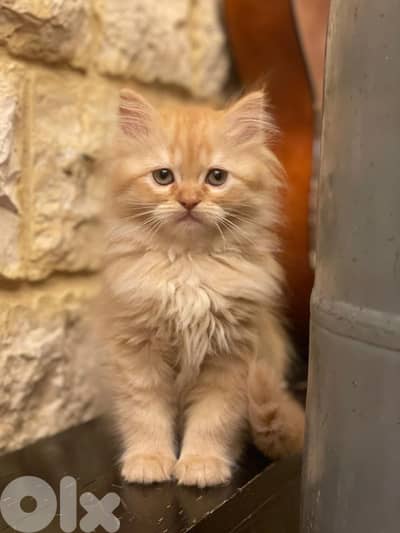 kitten 1 month and half