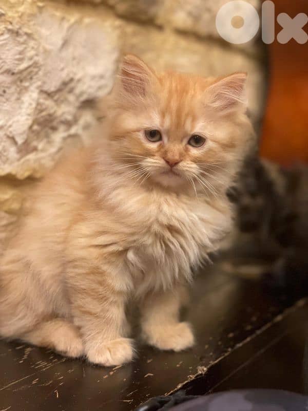 kitten 1 month and half 1