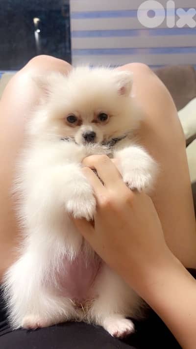 White Pomeranian